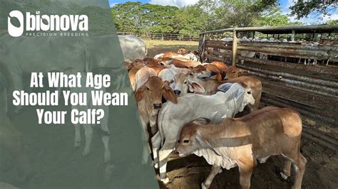 At What Age Should You Wean Your Calf Youtube