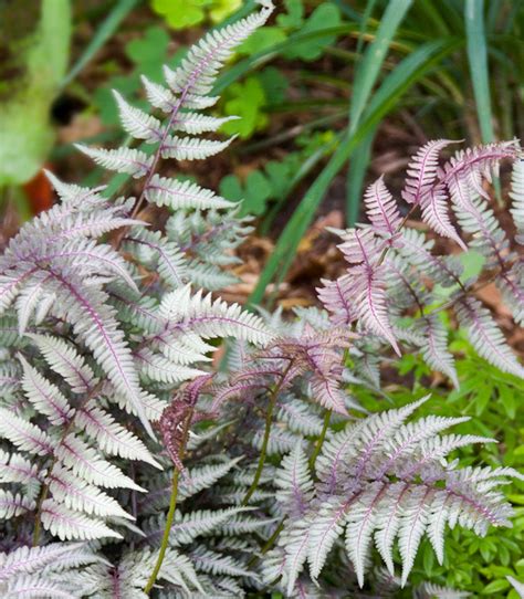 Athyrium Niponicum Pictum Amp 39 Regal Red Amp 39 A Japanese Painted Fern