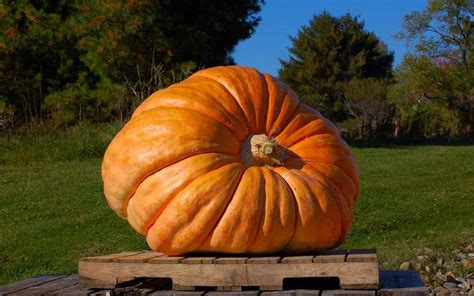 Atlantic Giant Pumpkin Growing Guide The Garden Magazine