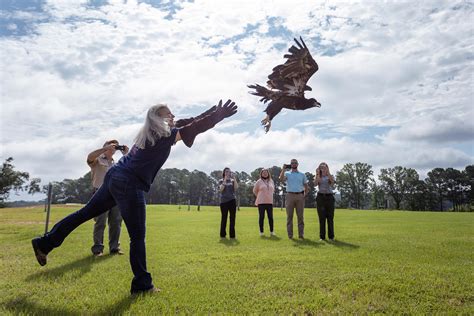 Auburn S Southeastern Raptor Center Georgia Dnr Return Bald Eagle To