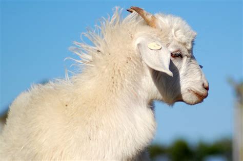 Australian Cashmere Goats Breed Profile Goat Journal