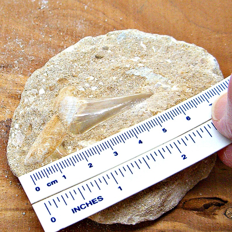 Authentic Genuine Fossil Shark Tooth In Sandstone Matrix From Etsy