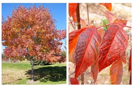 Autumn Purple Ash The Garden Kingdom