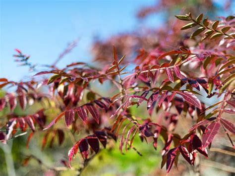 Autumn Purple Ash Trees Growing An Ash Tree With Purple Leaves