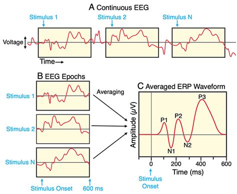 Averaging The Eeg