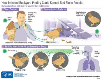 Avian Flu Symptoms: Quick Identification Guide