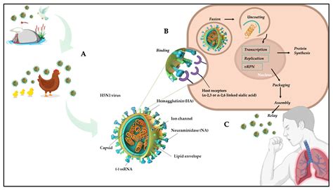 Avian Influenza A H5n1 Transmission Pathways And Prevention