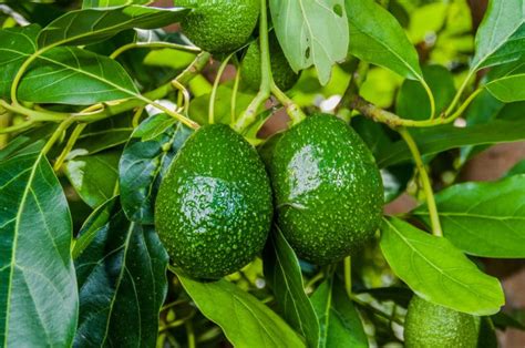 Avocado Tree Diseases Tips On Identification Amp Control