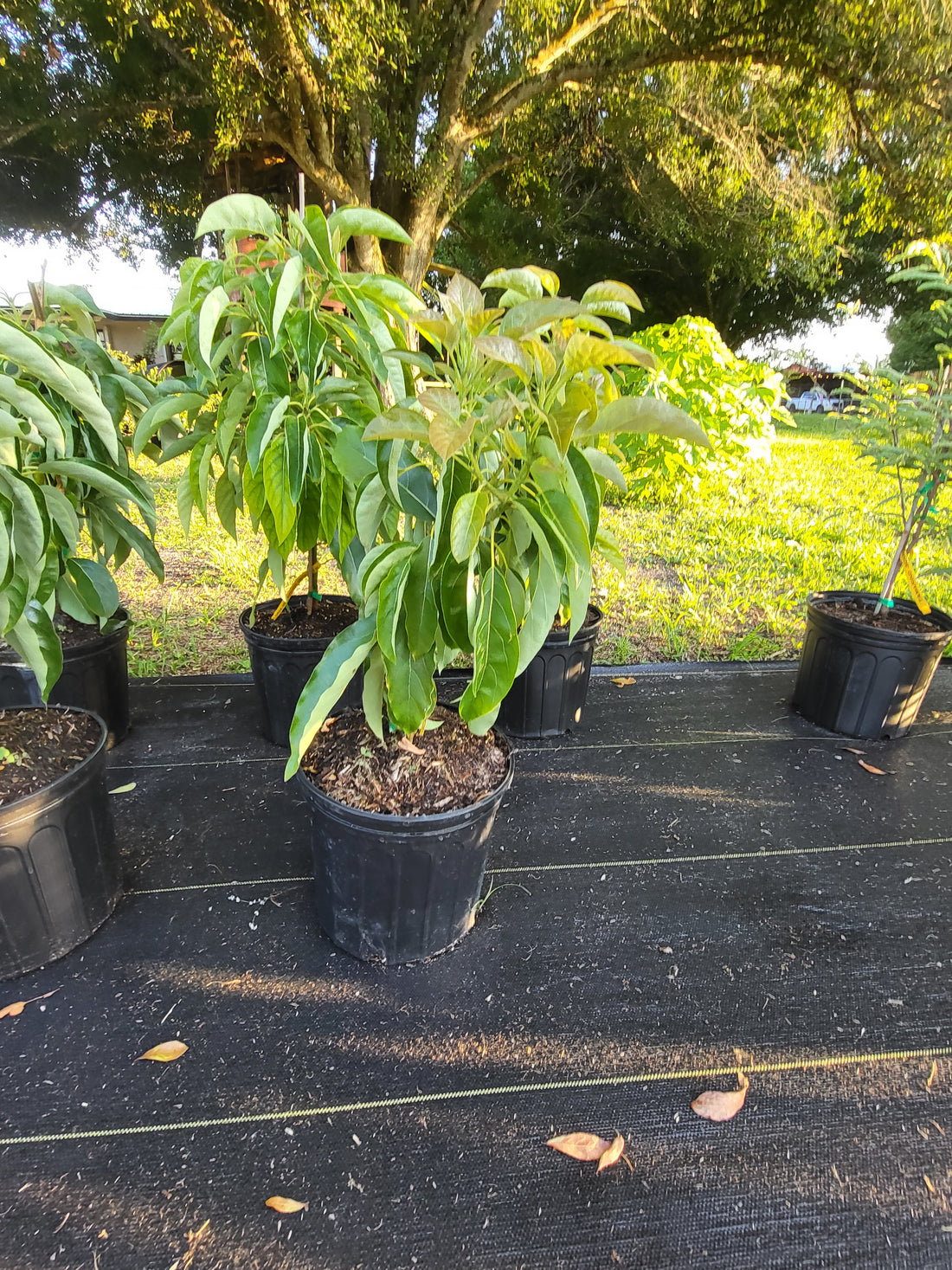 Avocado Tree In Florida