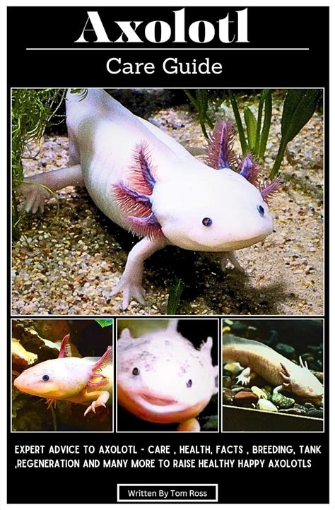 Axolotl Spanish Facts: Expert Guide