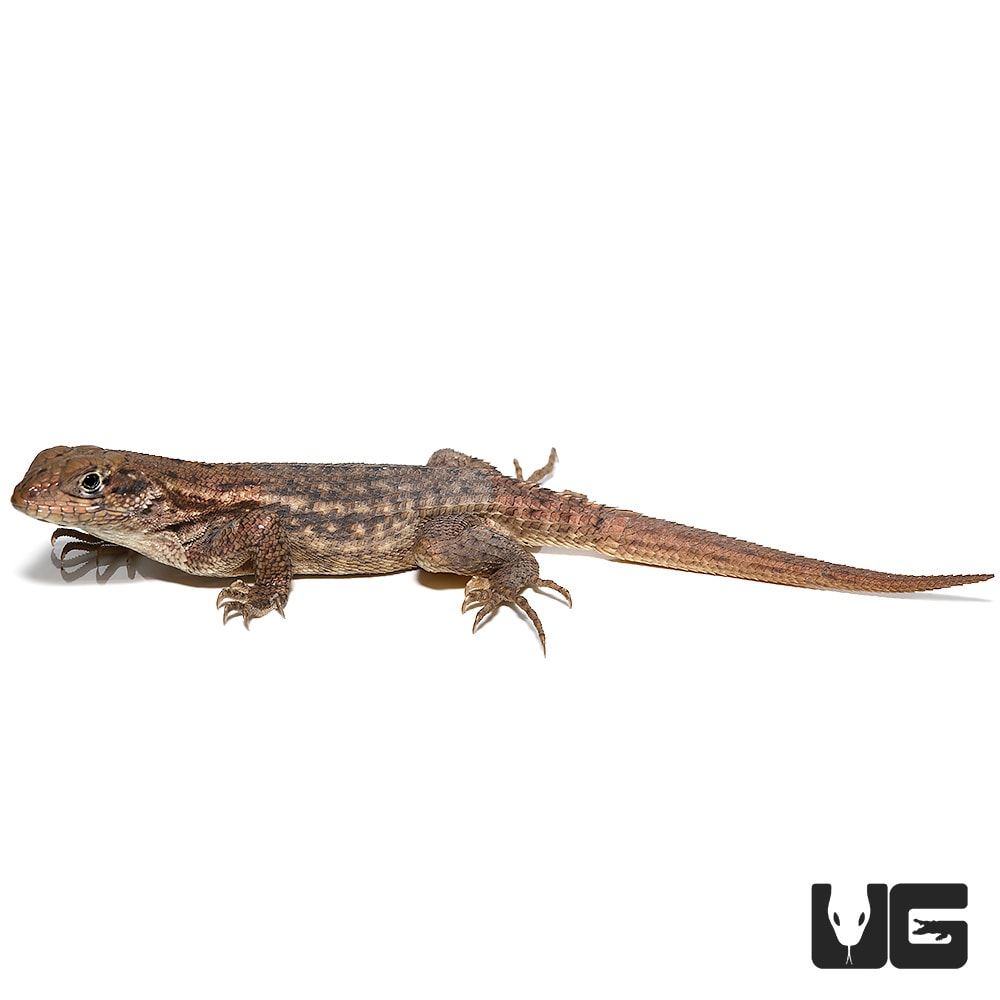 Baby Curly Tail Lizard Underground Reptiles