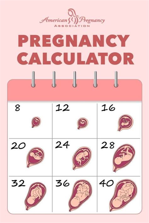 Baby Delivery Date: When To Expect