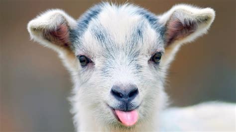 Baby Goat Nyt