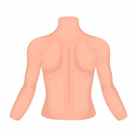 Back Body Organ Part Person Trunk Icon Download On Iconfinder