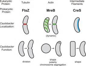 Bacterial Cytoskeleton Tubulin Homologue Ftsz Controls Cell