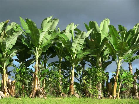 Banana Tree Florida Care Tips