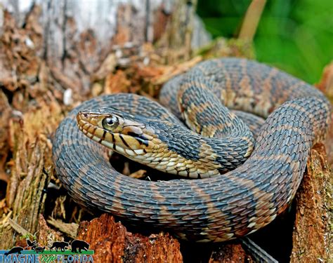 Banded Water Snake