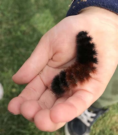 Banded Woolly Bear: Identify Caterpillar Stages