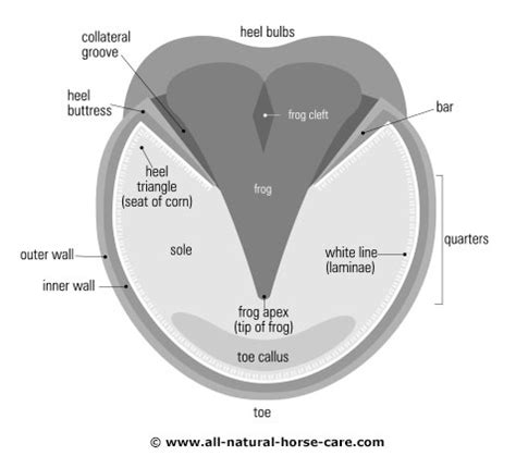 Barefoot Hoof Diagrams