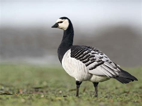 Barnacle Goose Bird Facts Branta Leucopsis Bird Fact