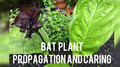 Bat Care: Optimal Sunlight Guide