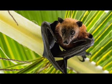 Bats On Tropical Palm Trees Full Sunlight Maldives Kuredu Island