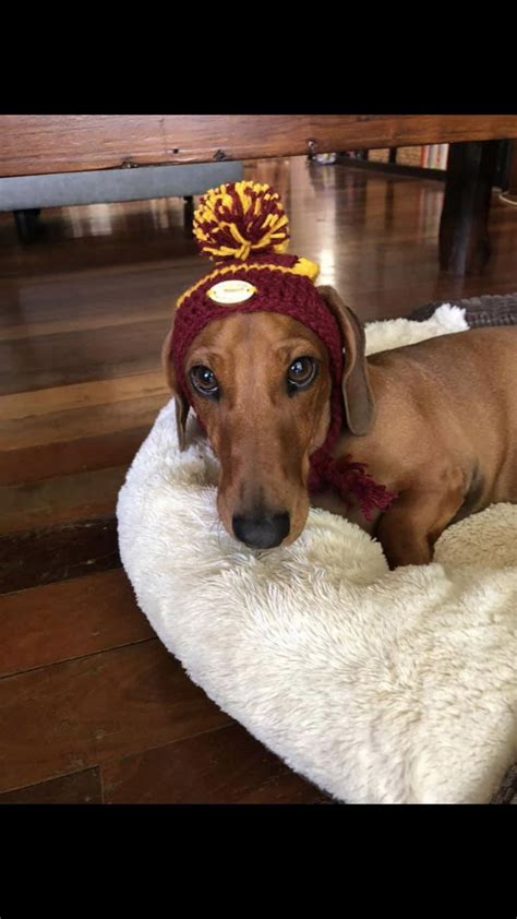 Beanie Dachshund Debugging Gif Beanie Dachshund Debugging Discover