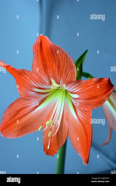 Beautiful And Wonderful Unusual Amaryllis Disambiguation Flowers With