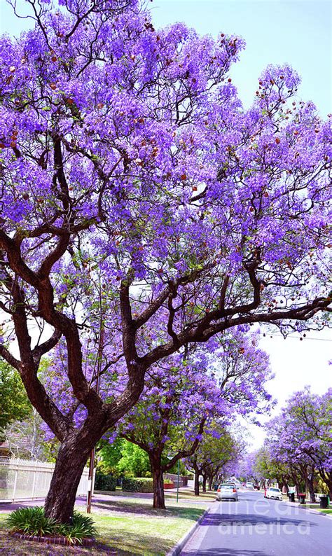 Beautiful Purple Flower Jacaranda Tree Lined Street In Full Bloom 1