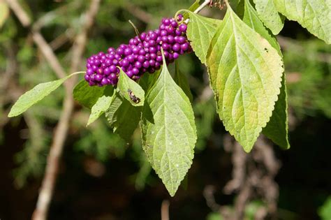 Beautyberry Sharons Florida