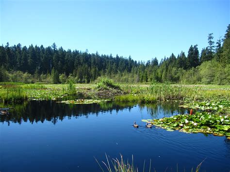 Beaver Lake Stanley Park: Explore Hidden Gems