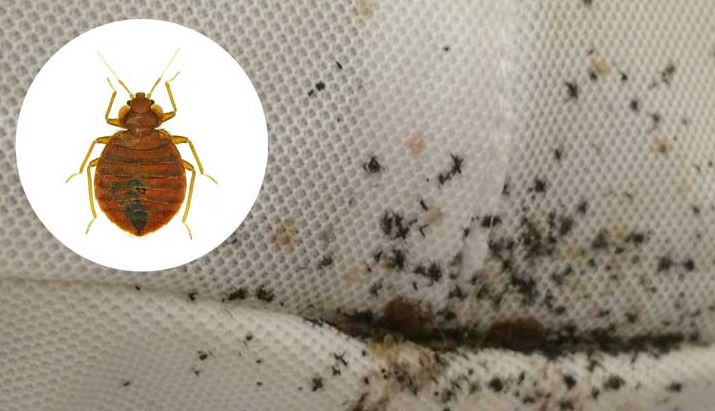 Bed Bugs Guide: Identify & Eliminate