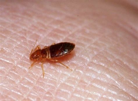 Bed Bugs Removal Tips And Guidelines Bravoairlines