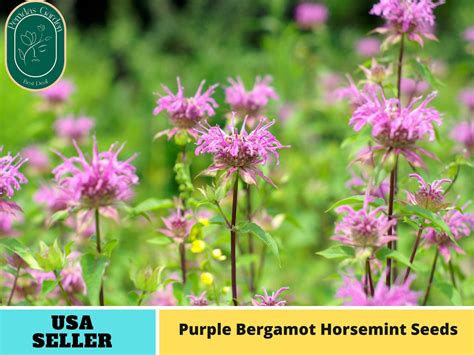 Bee Balm Horsemint: Natural Stress Relief