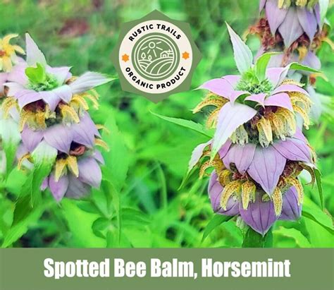 Bee Balm Horsemint: Soothe Digestive Issues