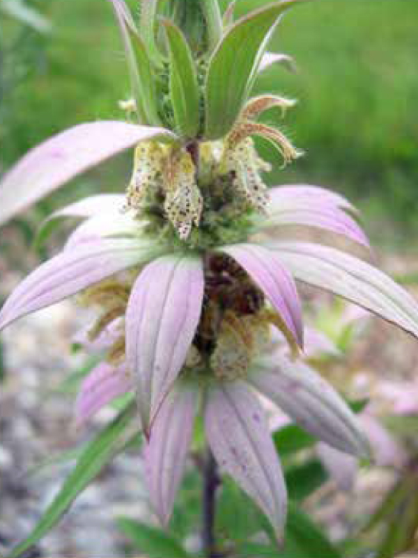 Bee Balm Horsemint