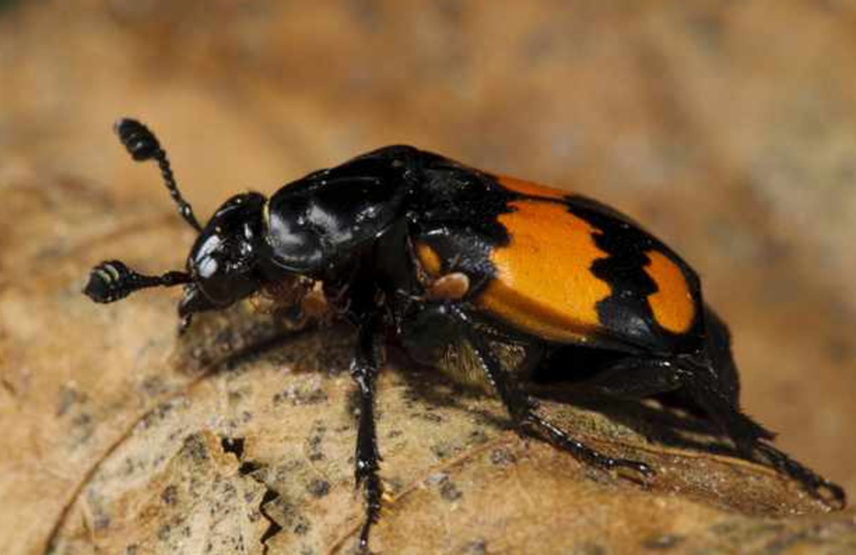 Beetle Identification: Easy Tips