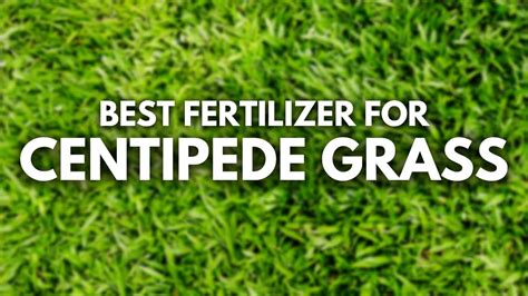 Best Fertilizer For Centipede Grass The Centipedeer The Better Youtube