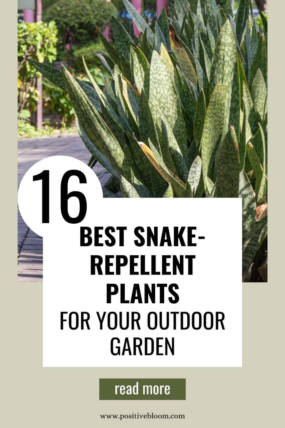 Best Snake Repellent