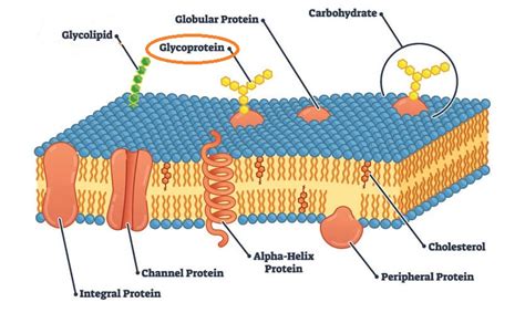 Beta2 Glycoprotein Normal Range Guide