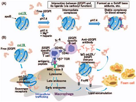 Beta2 Glycoprotein Normal Range