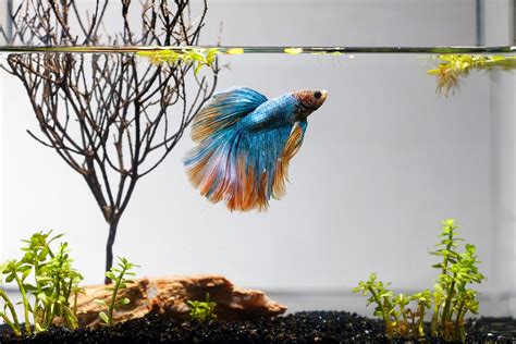 Betta Fish Care Tips And Tricks Total Fish Tank Betta Fish Guide