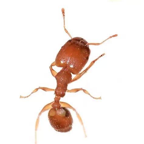 Big Headed Ant: Identify And Control