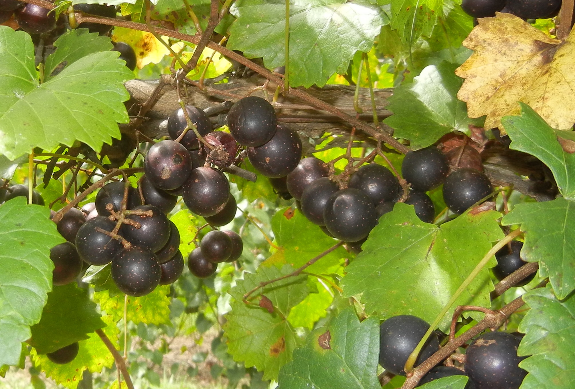 10+ Muscadine Planting Secrets For Big Harvests - Black Atlantic