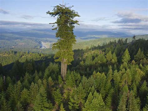 Biggest Tree In The World Visual Guide To Largest Trees On Earth