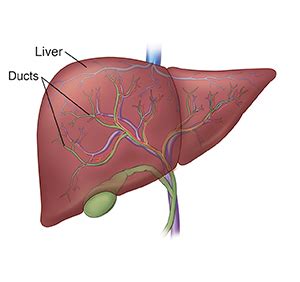 Bile Duct Drainage: Restore Liver Health Quickly