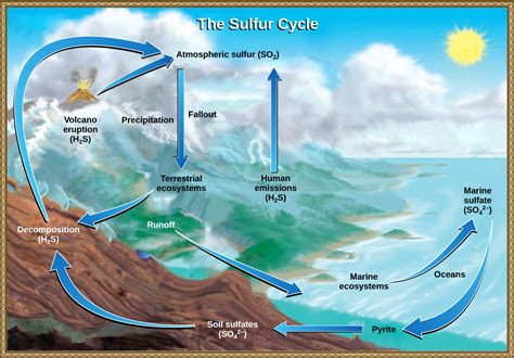 Biogeochemical Cycles Biology For Majors Ii