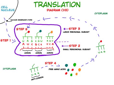 Biology Translation Steps And Examples