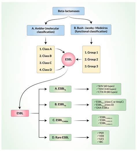 Biomedicines Free Full Text Extended Spectrum Lactamases Esbl