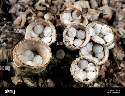 Bird Nest Fungi: Unique Growth Habits